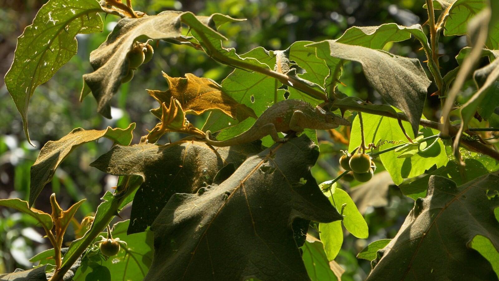 Cultivating a Greener Yemen: Unveiling Grants and the Environmental Advantages of Tree Planting